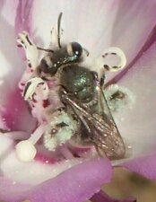 Andrena sp5. Animal